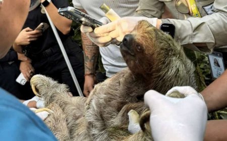 Costa Rica waarschuwt dat milieumisdrijven verbonden zijn met georganiseerde criminele netwer