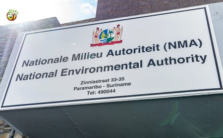 NMA: ‘Vissterfte Saramaccarivier door eenmalige lozing van chemische substantie’
