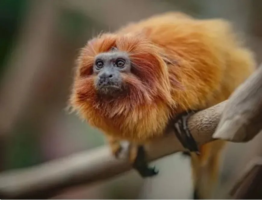 Gouden leeuwaapje dat 11 jaar geleden gestolen werd uit Franse zoo, gevonden in Slowakije