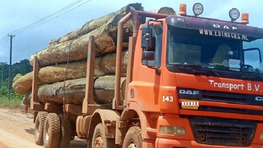 China blijft grootste afnemer van Surinaams rondhout