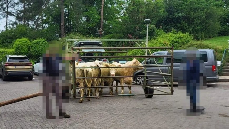 Opmerkelijk – Zes koeien bezoeken spoedafdeling ziekenhuis in Duitsland 
