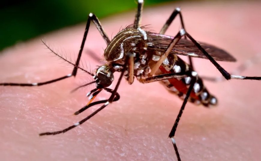Mensen klagen over langdurige gewrichtspijnen na chikungunya
