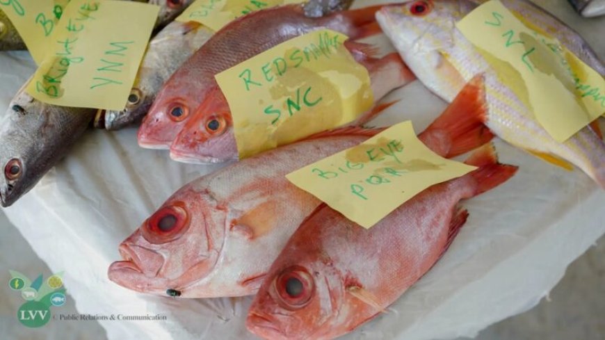 Suriname mag weer vis exporteren naar Verenigde Staten