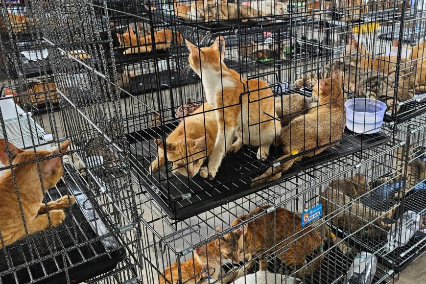Politie Vietnam redt meer dan 400 katten van de dood