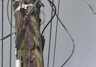 Derde sabotage in vier dagen: Telesur ziet schade aan glasvezelnetwerk oplopen