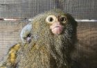 Opmerkelijk – Onverwachte geboorte kleinste aapje ter wereld in dierentuin Emmen