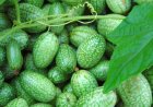 Probeer eens iets anders in de moestuin