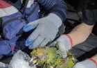 Papegaai overleeft negen dagen onder puin na aardbevingen in Venezuela