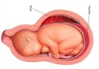 Pakistaanse inlichtingendienst onderzoekt illegale handel in placenta’s