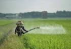 Suriname importeert ruim 1,8 miljoen kg pesticiden in jaar tijd; hoogste van Zuid-Amerika