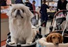 Huisdieren Vervangen Baby’s in Japan