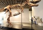 Skelet van tyrannosaurus rex Gus geveild voor recordbedrag van 50.1 miljoen dollar