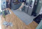 Opmerkelijk – Huis in Maryland, VS, door brand verwoest, omdat hond per ongeluk broodrooster 