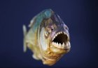 WIST U DAT: Piranha’s blaffen tijdens de jacht?