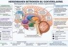 Ons wonderbaarlijk brein (20)