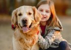 Honden begrijpen mensen beter dan gedacht