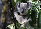 Opmerkelijk – Sperma en eicellen van koala’s ingevroren voordat chlamydia de soort uitroeit