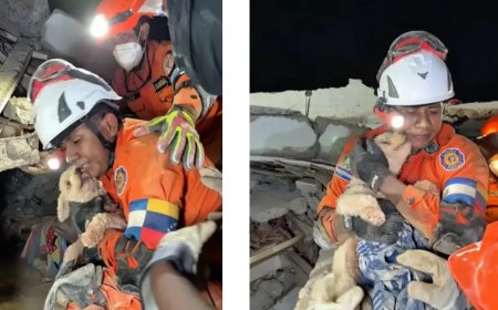 Hondje na 5 dagen onder puin gered in Venezuela