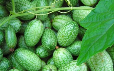 Probeer eens iets anders in de moestuin