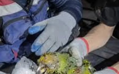 Papegaai overleeft negen dagen onder puin na aardbevingen in Venezuela