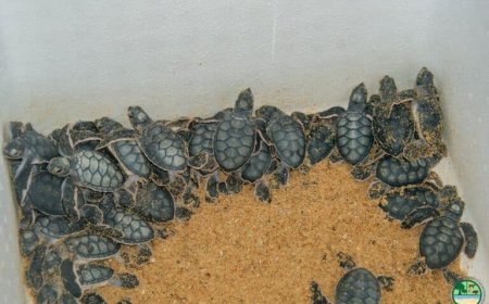 Ruim 91 procent van schildpadeieren succesvol uitgebroed dankzij nieuwe aanpak