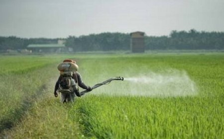 Suriname importeert ruim 1,8 miljoen kg pesticiden in jaar tijd; hoogste van Zuid-Amerika