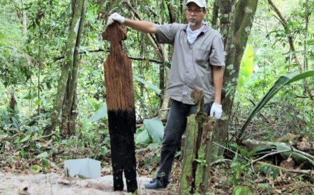 Suriname riskeert plaatsing op lijst Bedreigd Werelderfgoed UNESCO