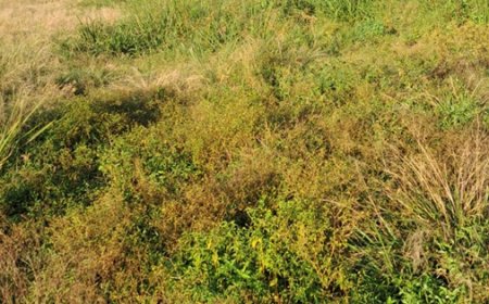 Dreigend isolement delen binnenland door achterstallig onderhoud airstrips