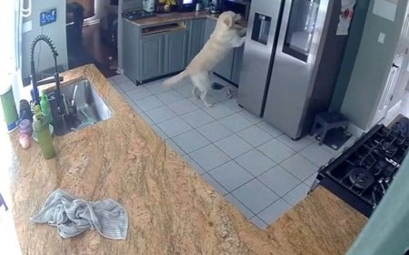 Opmerkelijk – Huis in Maryland, VS, door brand verwoest, omdat hond per ongeluk broodrooster 