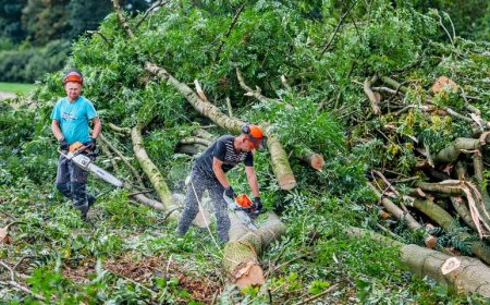 Grondroof begint niet in het bos