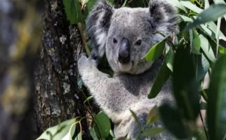 Opmerkelijk – Sperma en eicellen van koala’s ingevroren voordat chlamydia de soort uitroeit