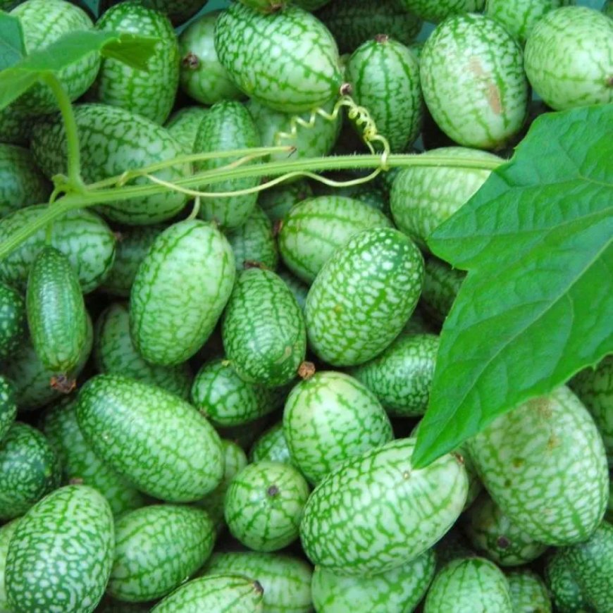 Probeer eens iets anders in de moestuin
