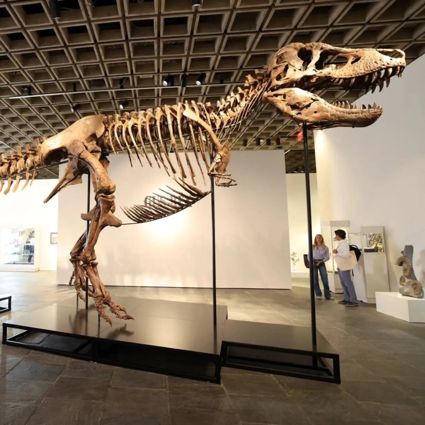 Skelet van tyrannosaurus rex Gus geveild voor recordbedrag van 50.1 miljoen dollar