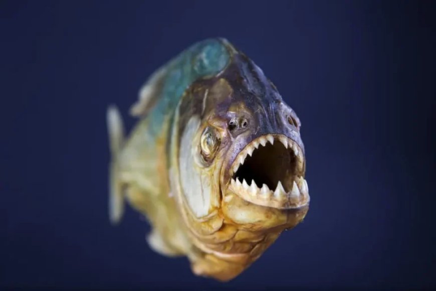 WIST U DAT: Piranha’s blaffen tijdens de jacht?