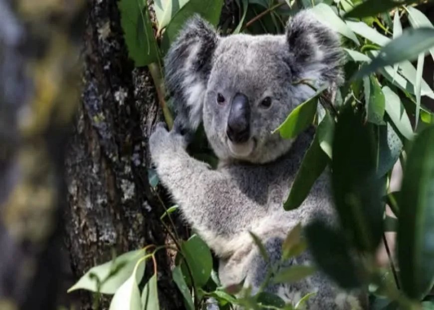 Opmerkelijk – Sperma en eicellen van koala’s ingevroren voordat chlamydia de soort uitroeit
