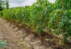 LVV brengt Witches’ Broom Disease in Para in kaart