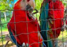 Paramaribo Zoo verdient meer aandacht en investeringen