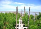 Suriname belooft opnieuw herstel en bescherming voor de mangrove