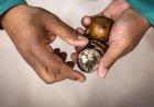 Brazilië investeert 3 miljard dollar in groene vliegtuigbrandstof uit exotische palmvrucht
