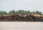 MEER DAN 4000 HECTARE BOS VERDWIJNT JAARLIJKS