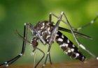 Suriname uit epidemische fase chikungunya