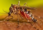 Chikungunya niet langer epidemisch, BOG roept op alert te blijven