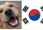 Zuid Korea stopt volledig met hondenvlees