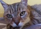 Opmerkelijk – Vermiste kater Mozart dankzij Franse bosbranden na 17 jaar weer terecht