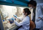 Drievoudige therapie wist hiv bij pasgeboren aapjes