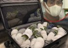 200 HAGEDISSEN IN SOKKEN: REIZIGER GESTOPT OP LUCHTHAVEN TOKIO