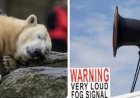Opmerkelijk – Man maakt op Spitsbergen ijsbeer wakker met misthoorn en krijgt forse geldboete