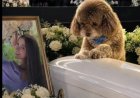 Opmerkelijk – Vrouw sterft terwijl ze blinde hond beschermt tijdens aardbeving in Colombia