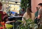 Plantenziekenhuis zet kamerplanten aan het ‘infuus’