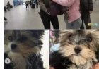 Beelden -Vrouw betaalt 50.000 dollar voor kloon van hond